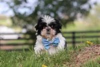 Nolan , a male Shih Tzu for sale in Baltic, OH – Photo 3 of 6