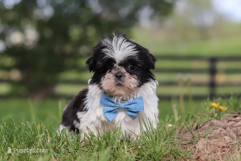 Nolan  – Shih Tzu puppy for sale in Baltic, OH