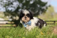 Nolan , a male Shih Tzu for sale in Baltic, OH – Photo 5 of 6