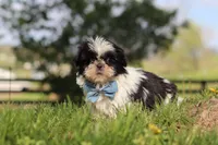 Nolan , a male Shih Tzu for sale in Baltic, OH – Photo 4 of 6