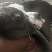 Jewels , a female American Pit Bull Terrier for sale in Gibsonton, FL – Photo 6 of 7