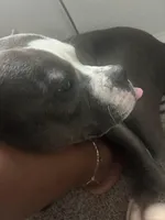 Jewels , a female American Pit Bull Terrier for sale in Gibsonton, FL – Photo 6 of 7