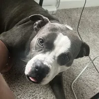 Jewels , a female American Pit Bull Terrier for sale in Gibsonton, FL – Photo 5 of 7