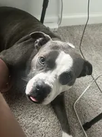 Jewels , a female American Pit Bull Terrier for sale in Gibsonton, FL – Photo 5 of 7