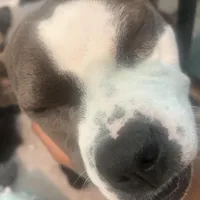 Jewels , a female American Pit Bull Terrier for sale in Gibsonton, FL – Photo 7 of 7