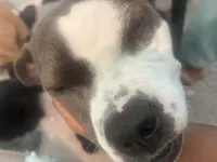 Jewels , a female American Pit Bull Terrier for sale in Gibsonton, FL – Photo 7 of 7