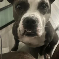 Jewels , a female American Pit Bull Terrier for sale in Gibsonton, FL – Photo 3 of 7