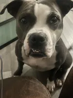 Jewels , a female American Pit Bull Terrier for sale in Gibsonton, FL – Photo 3 of 7