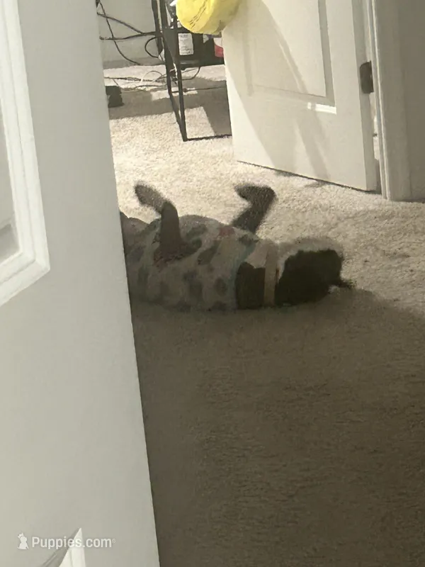 Jewels , a female American Pit Bull Terrier for sale in Gibsonton, FL – Photo 1 of 7