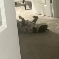 Jewels , a female American Pit Bull Terrier for sale in Gibsonton, FL – Photo 1 of 7