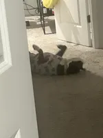 Jewels , a female American Pit Bull Terrier for sale in Gibsonton, FL – Photo 1 of 7