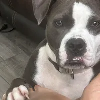 Jewels , a female American Pit Bull Terrier for sale in Gibsonton, FL – Photo 4 of 7