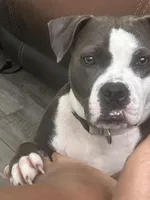 Jewels , a female American Pit Bull Terrier for sale in Gibsonton, FL – Photo 4 of 7