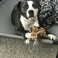 Jewels , a female American Pit Bull Terrier for sale in Gibsonton, FL – Photo 2 of 7