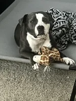 Jewels , a female American Pit Bull Terrier for sale in Gibsonton, FL – Photo 2 of 7