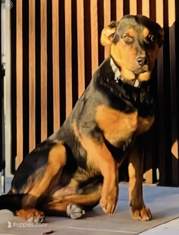 Male rottweiler