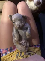 Flubber, a male Miniature Dachshund for sale in Boyd, TX – 4 of 4