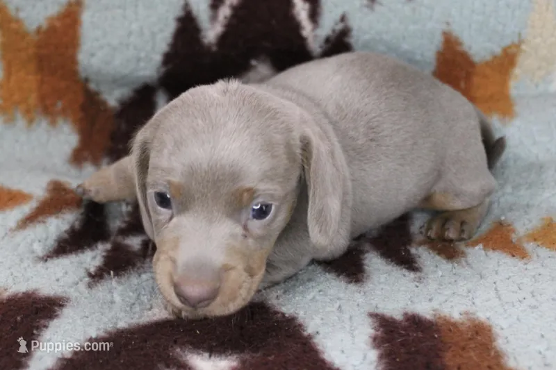 Flubber – Miniature Dachshund puppy for sale in Boyd, TX