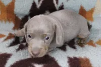 Flubber, a male Miniature Dachshund for sale in Boyd, TX – 1 of 4