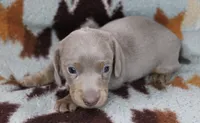 Flubber, a male Miniature Dachshund for sale in Boyd, TX – 2 of 4