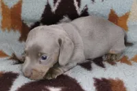 Flubber, a male Miniature Dachshund for sale in Boyd, TX – 3 of 4