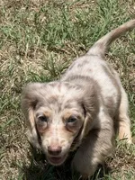 Bert, a male Miniature Dachshund for sale in Boyd, TX – 3 of 4