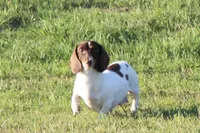 Pinto, a female Miniature Dachshund for sale in Boyd, TX – 1 of 5