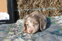 L5, a male Dachshund for sale in Boyd, TX – 4 of 4