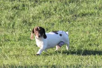 Pinto, a female Miniature Dachshund for sale in Boyd, TX – 2 of 5