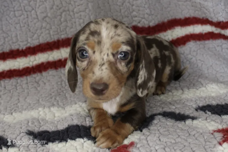 Jazzie – Miniature Dachshund puppy for sale in Boyd, TX