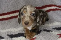 Jazzie, a female Miniature Dachshund for sale in Boyd, TX – 1 of 3