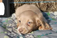 E3, a male Dachshund for sale in Boyd, TX – 4 of 5