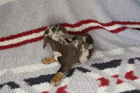 Jazzie, a female Miniature Dachshund for sale in Boyd, TX – 3 of 3
