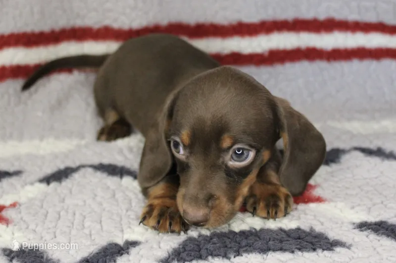 Jessie – Miniature Dachshund puppy for sale in Boyd, TX