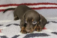 Jessie, a female Miniature Dachshund for sale in Boyd, TX – 1 of 3