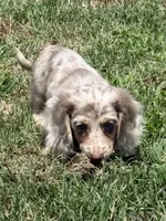 Bert, a male Miniature Dachshund for sale in Boyd, TX – 4 of 4