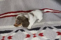 Josie, a female Miniature Dachshund for sale in Boyd, TX – 2 of 4
