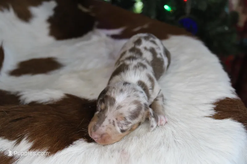 Django, a male Miniature Dachshund for sale in Boyd, TX – Photo 1 of 2