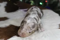 Django, a male Miniature Dachshund for sale in Boyd, TX – Photo 2 of 2