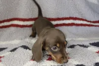 Jax, a male Miniature Dachshund for sale in Boyd, TX – 2 of 2