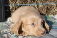 E3, a male Dachshund for sale in Boyd, TX – 1 of 5