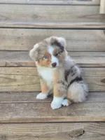 Mesa, a female Miniature Australian Shepherd for sale in Boyd, TX – Photo 3 of 5