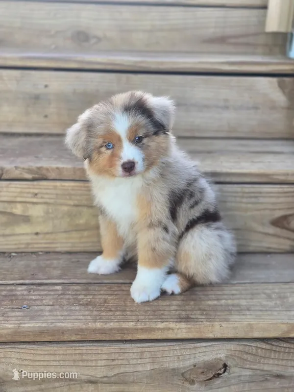 Mesa, a female Miniature Australian Shepherd for sale in Boyd, TX – Photo 1 of 5