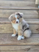 Mesa, a female Miniature Australian Shepherd for sale in Boyd, TX – Photo 1 of 5