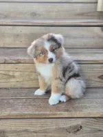 Mesa, a female Miniature Australian Shepherd for sale in Boyd, TX – Photo 4 of 5