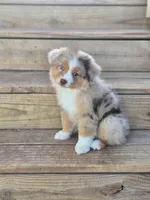 Mesa, a female Miniature Australian Shepherd for sale in Boyd, TX – Photo 5 of 5