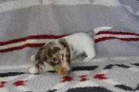 Josie, a female Miniature Dachshund for sale in Boyd, TX – 4 of 4