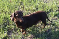 Maddie, a female Miniature Dachshund for sale in Boyd, TX – 3 of 6