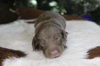 Jasper, a male Miniature Dachshund for sale in Boyd, TX – Photo 2 of 2