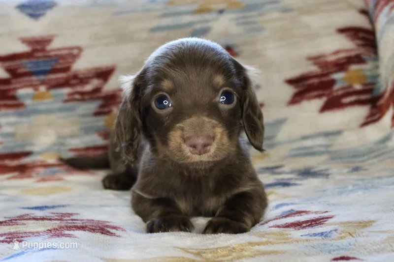 Jasper, a male Miniature Dachshund for sale in Boyd, TX – Photo 1 of 2